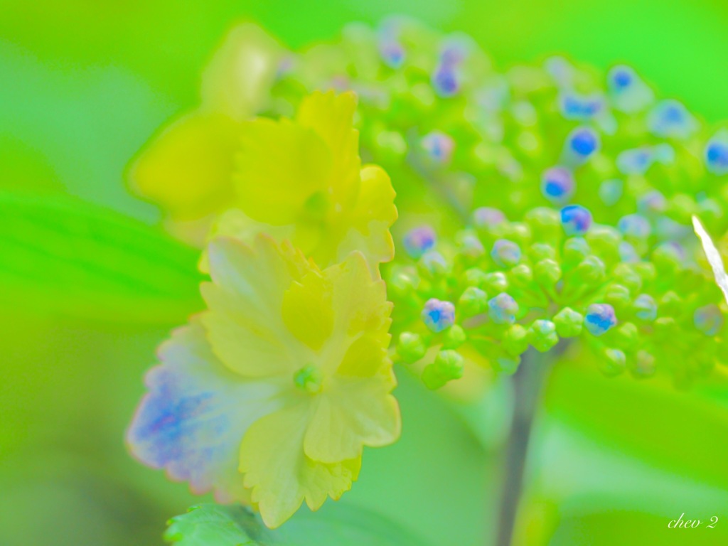 June wind color 1
