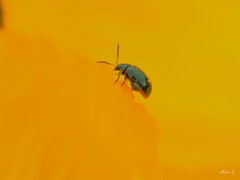 spring insects 8