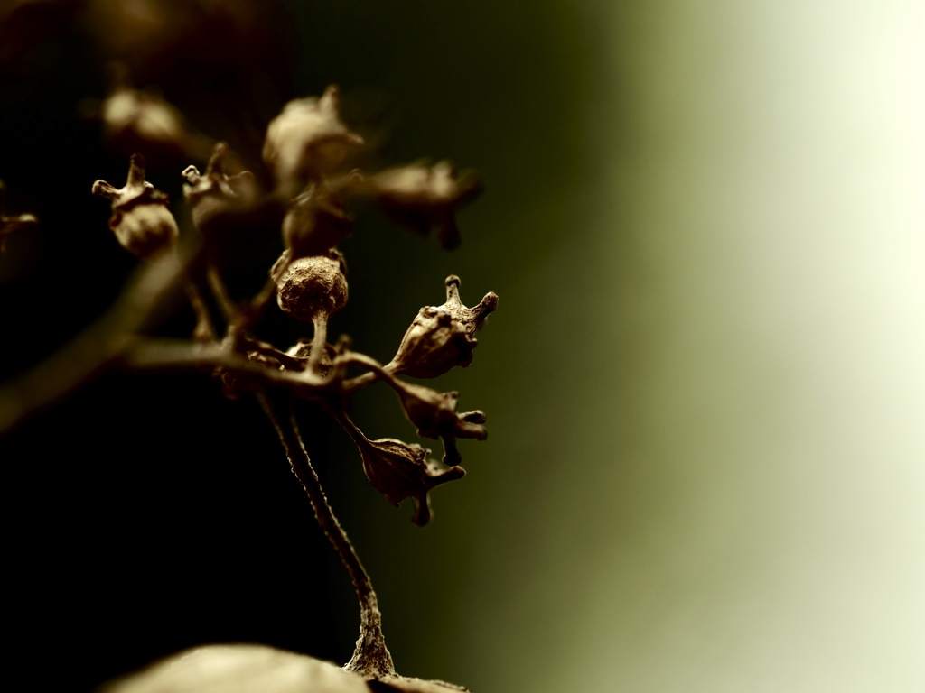 footsteps of spring47