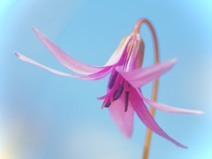 Stretching fairy