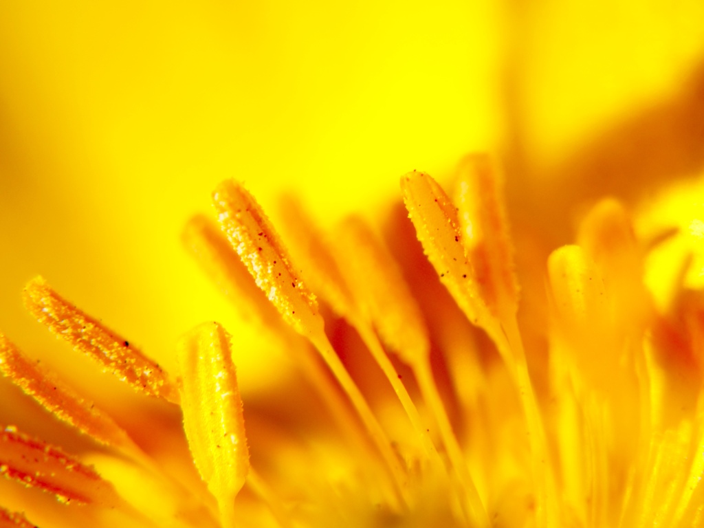 Yellow world .｡oO oO