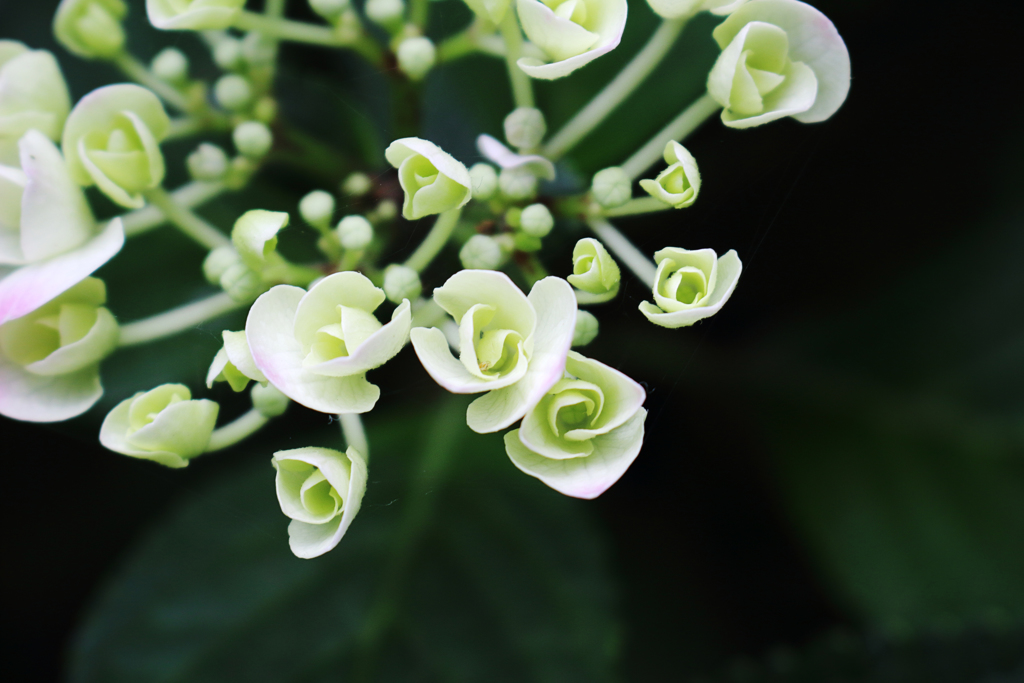 紫陽花 2018（十五）