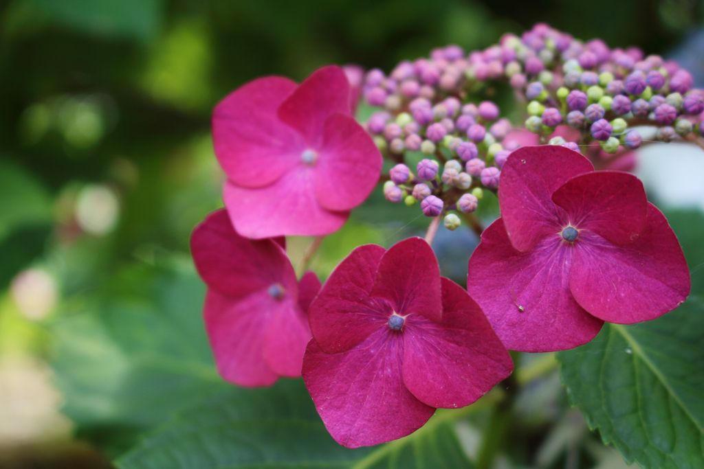 紫陽花 2018（四）