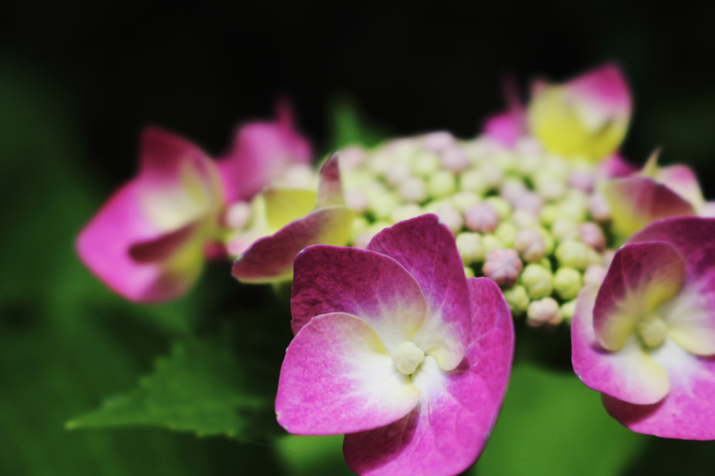 紫陽花 2018（十一）