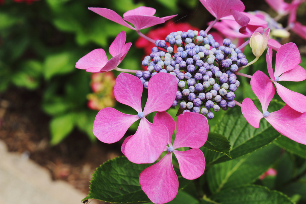 紫陽花 2018（十）