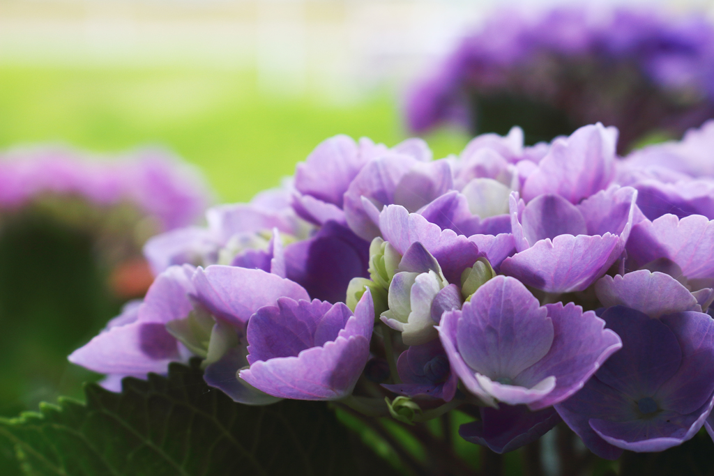 紫陽花 2018（八）