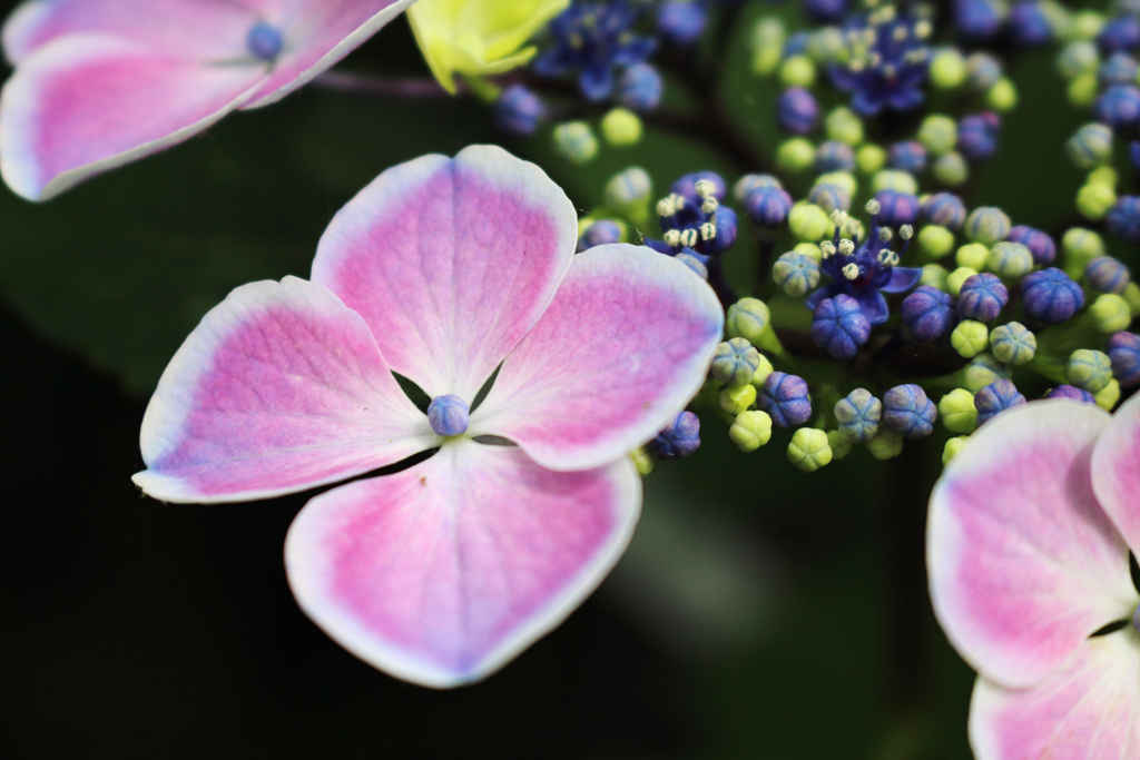 紫陽花 2018（十三）