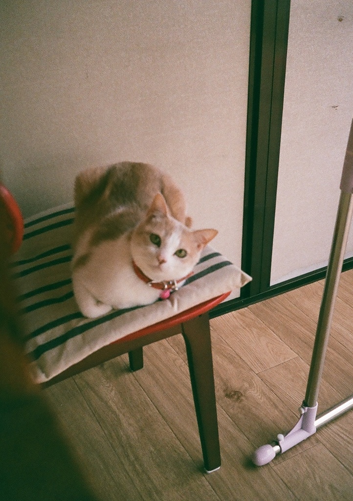 うちの猫
