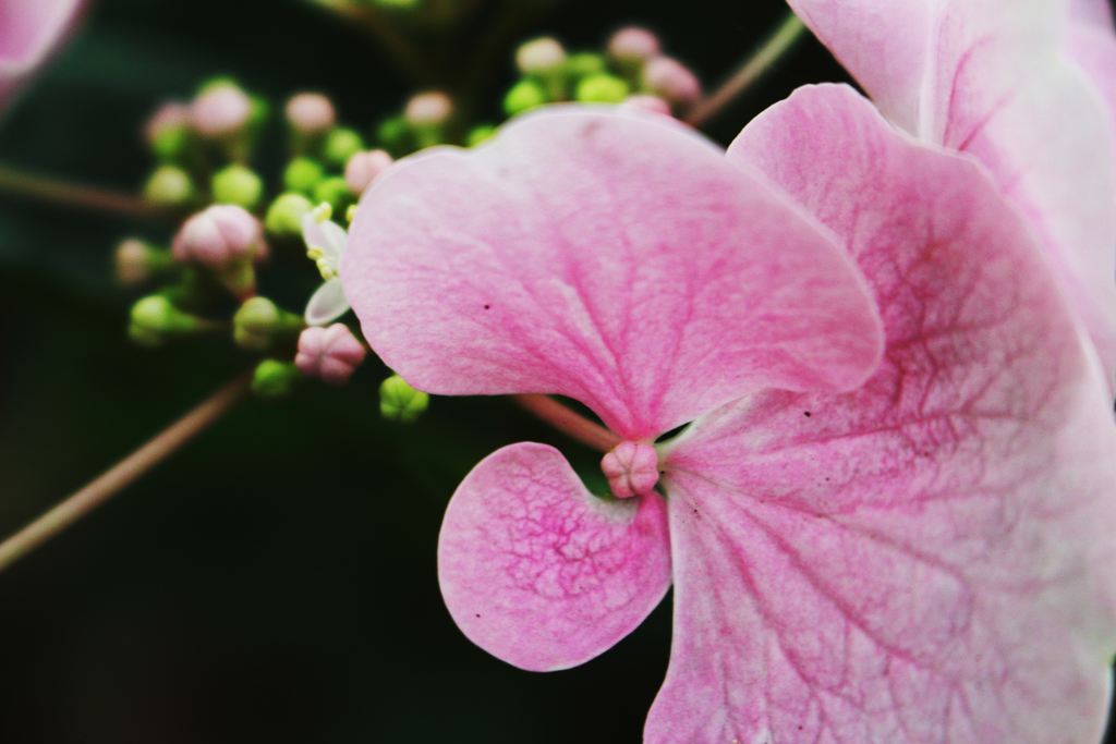 紫陽花 2018（七）