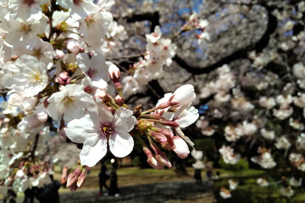 外出自粛につき