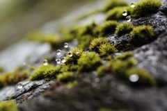 雨の季節