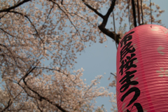 桜まつり