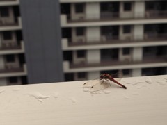 秋のかぜ