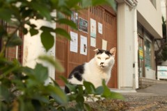 猫のまち