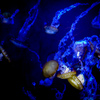 クラゲの舞い