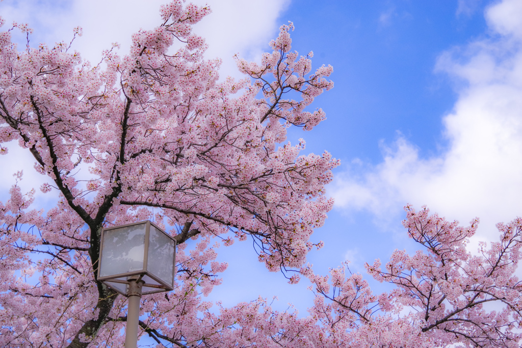 桜日和