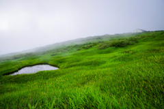 雲の中の弥陀ヶ原湿原