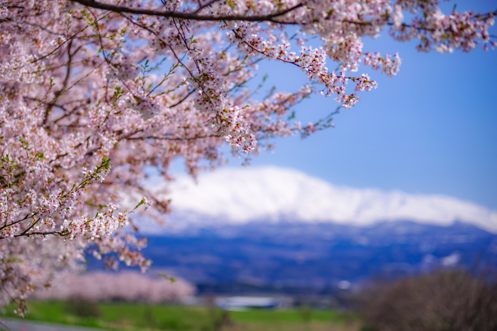 桜と月山