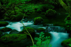 夏の水