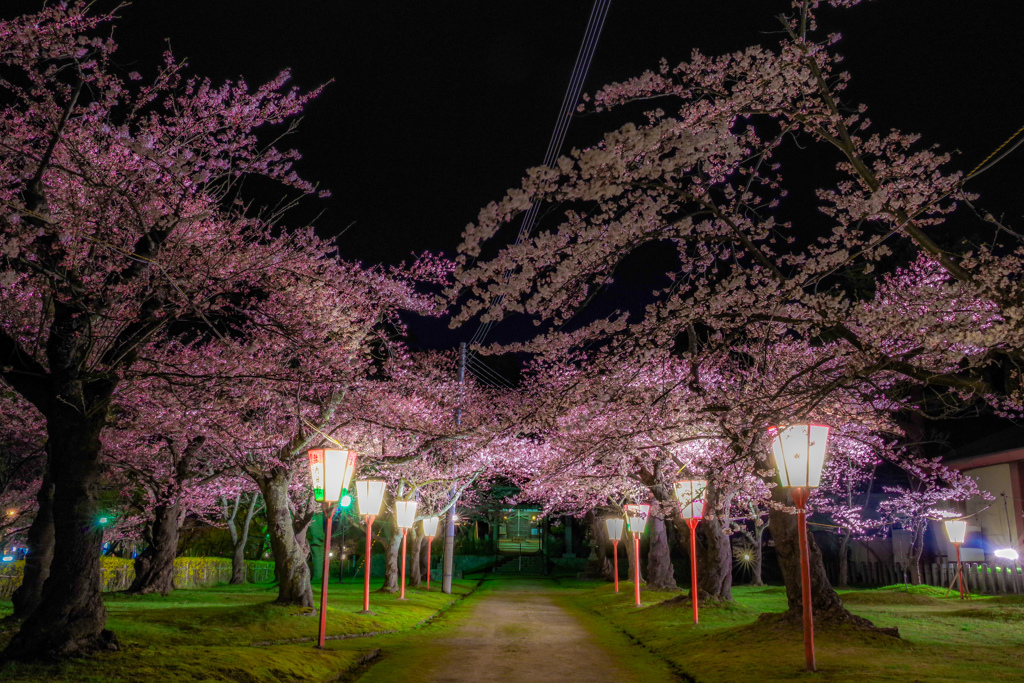 夜の荘内神社  その2