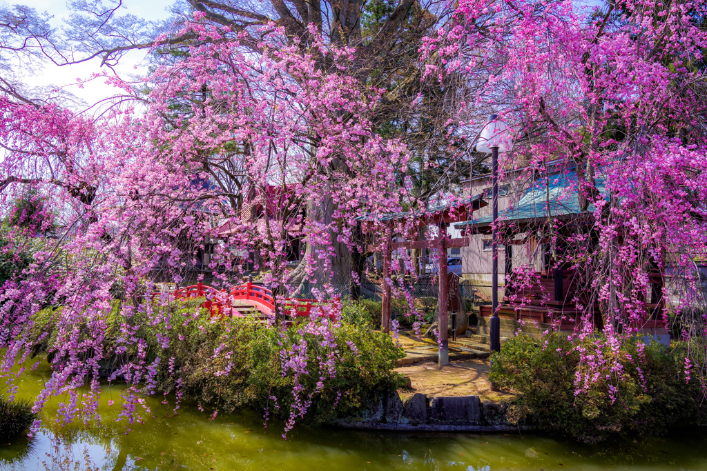 日本の春
