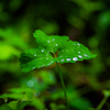 宝石で着飾って