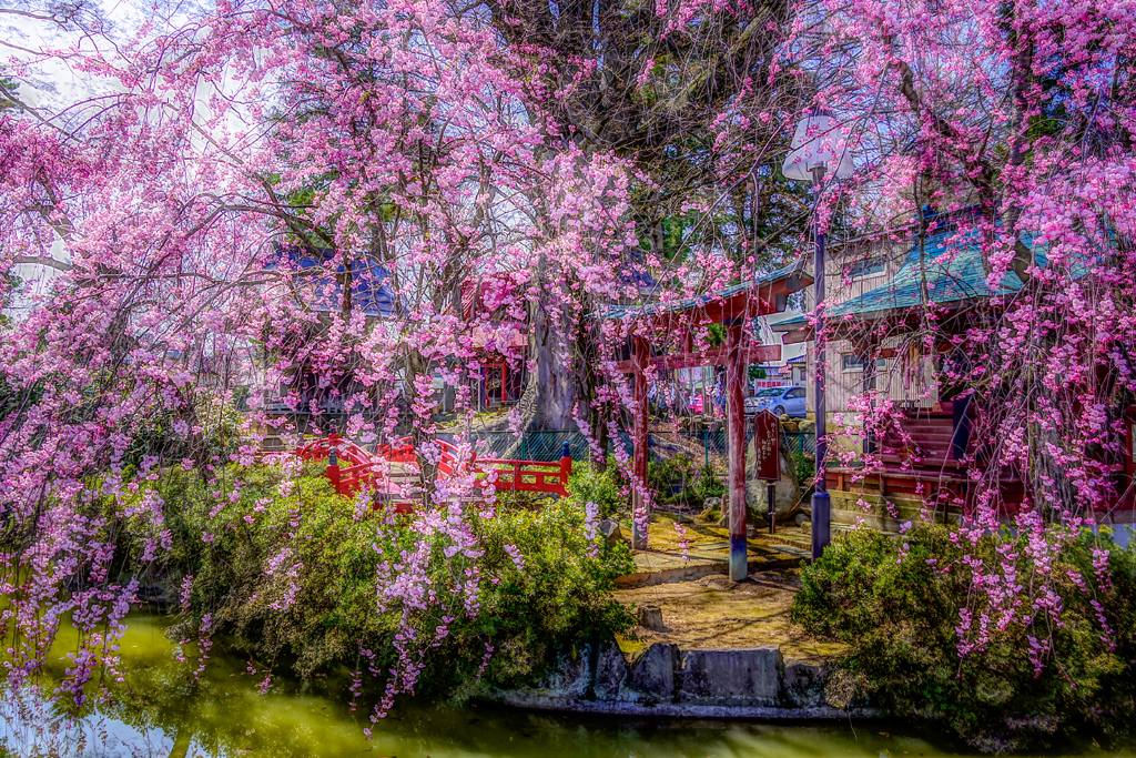 日本の春 アドバンスドHDR