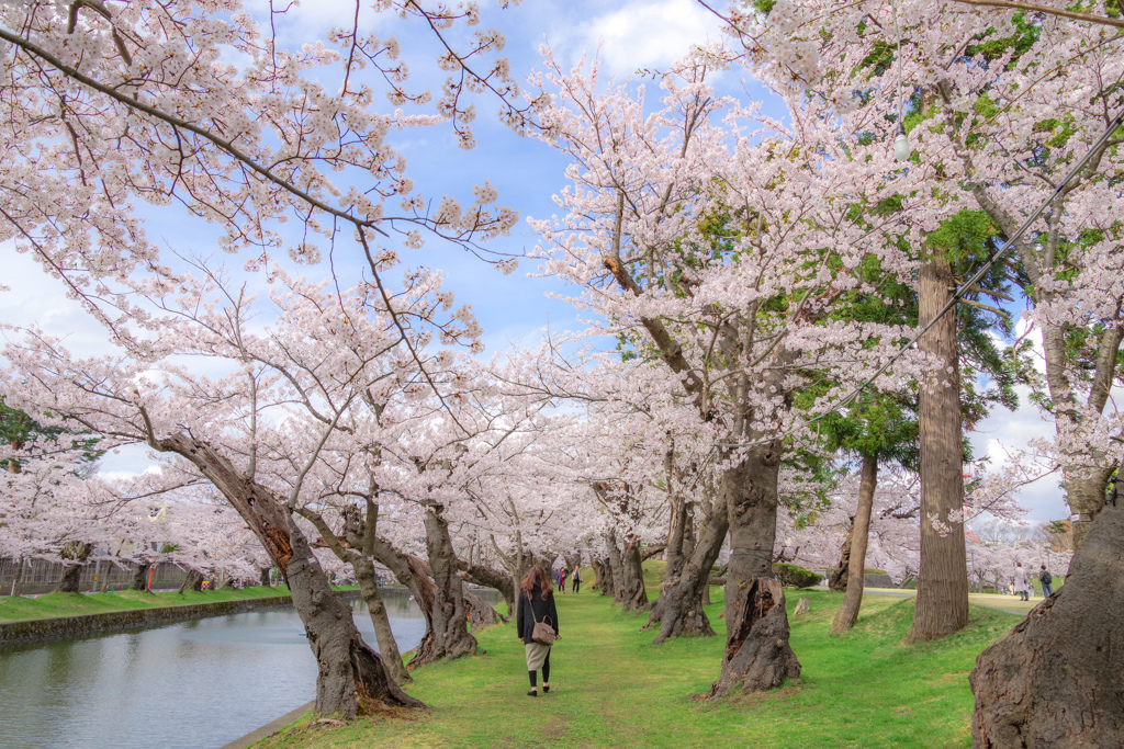 満開の鶴岡公園