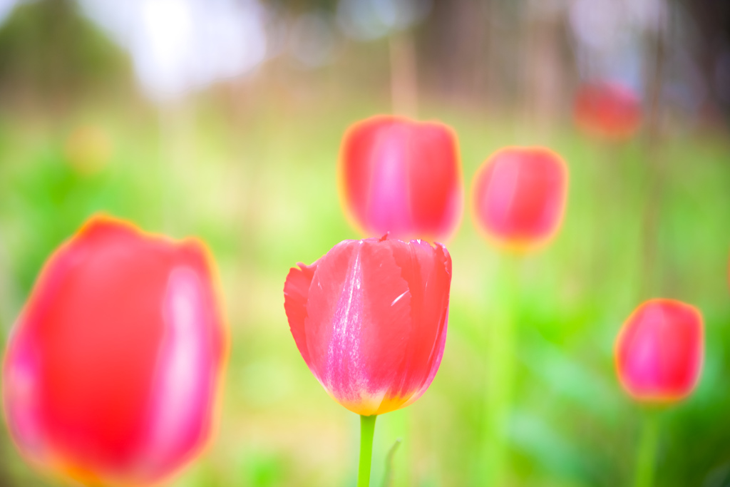 花言葉のように。