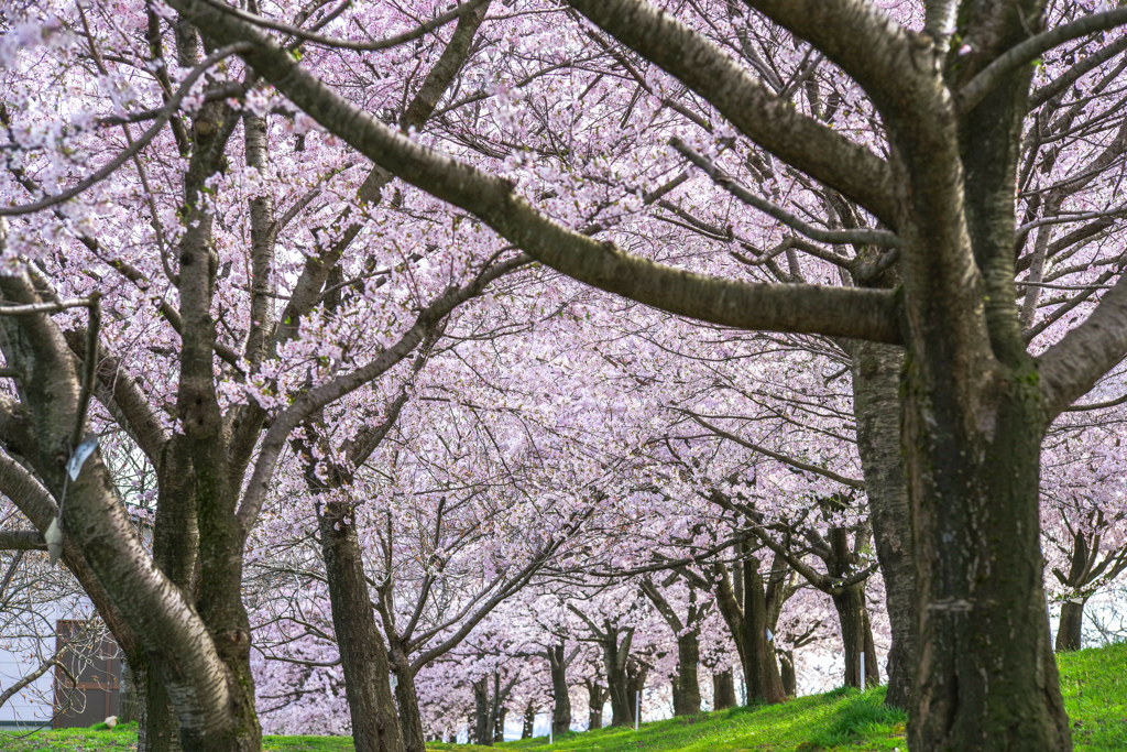 桜色の森