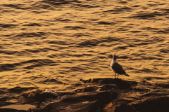 海の向こうに何を見る