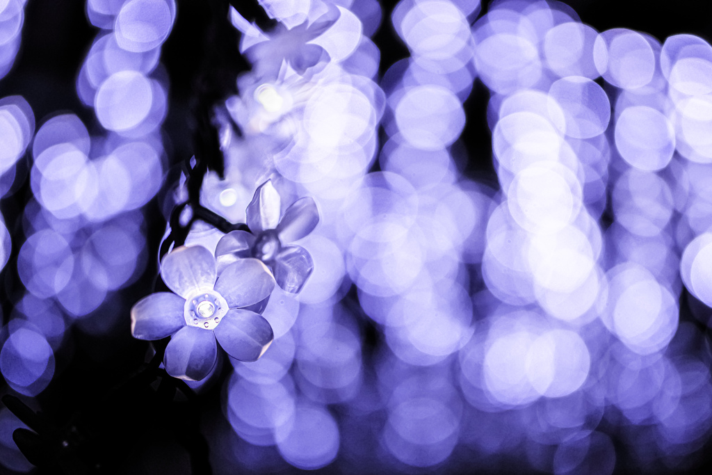 冬ならではの花 ②