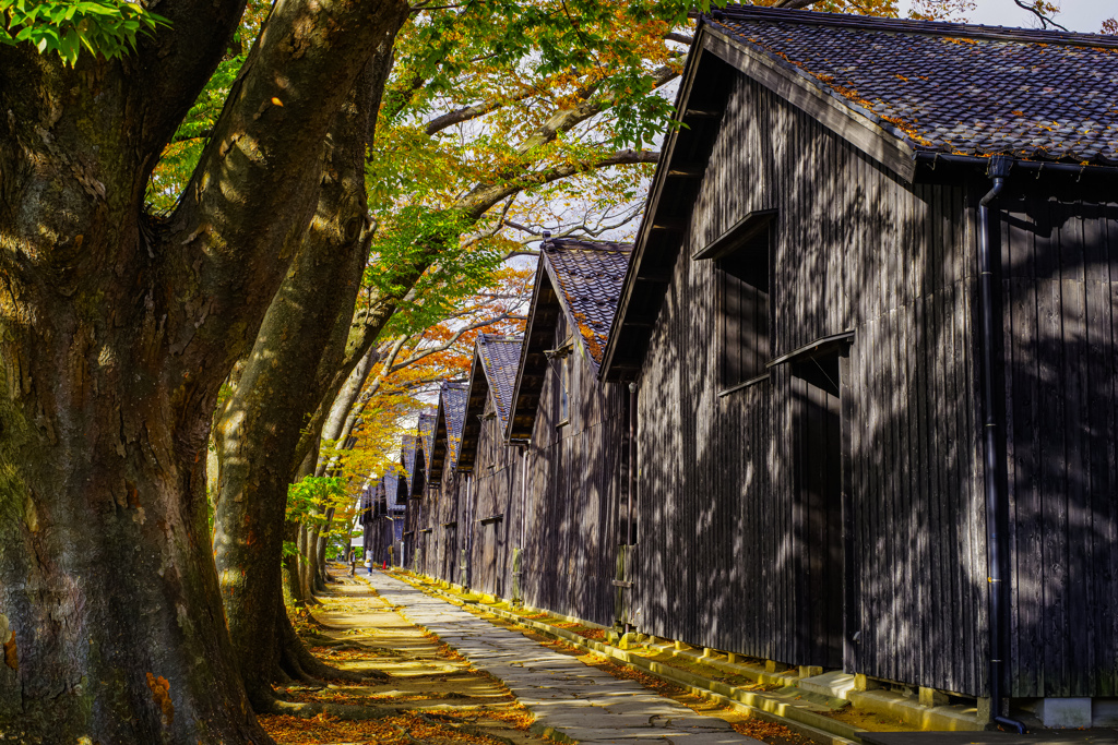 木漏れ日の山居倉庫