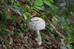 IMGP0517