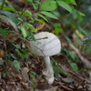 IMGP0517