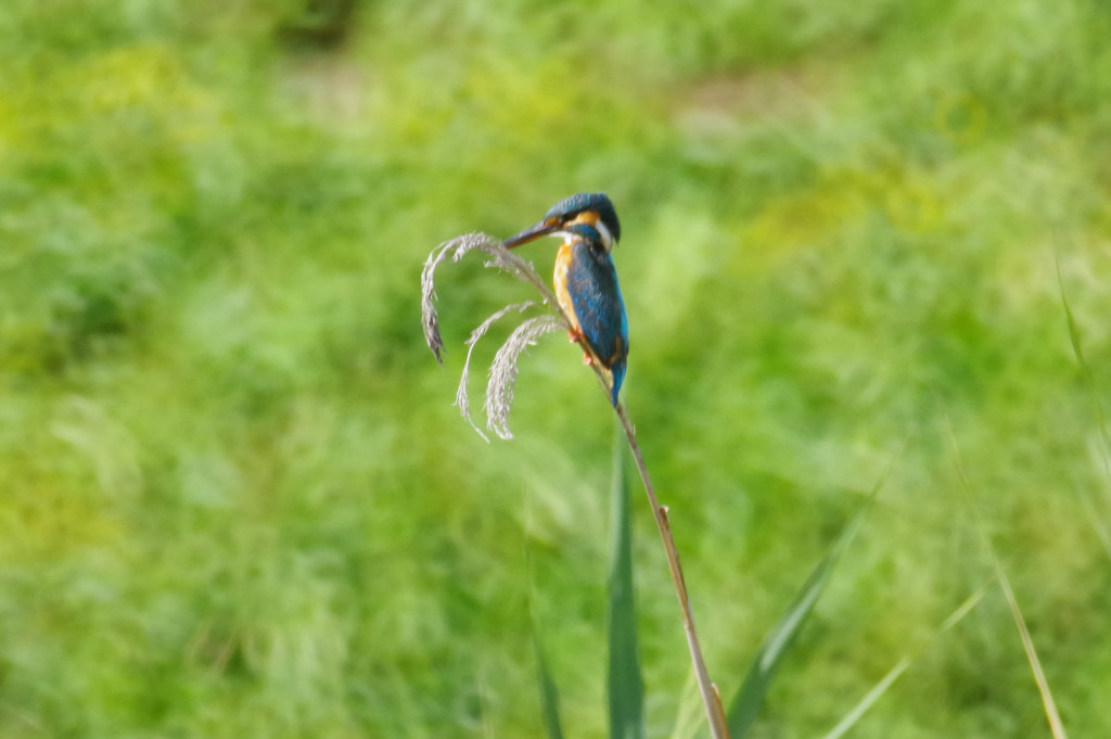 今日のカワセミ