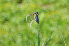 今日のカワセミ