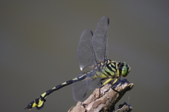 ウチワヤンマ