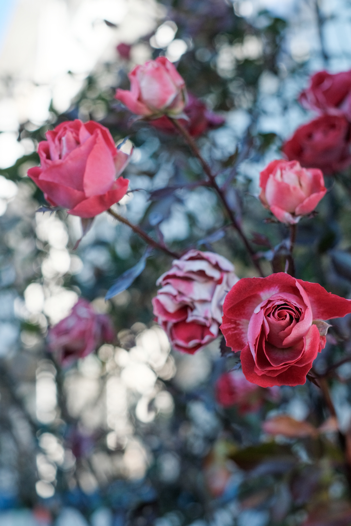 凍てつく薔薇