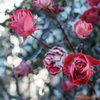 凍てつく薔薇