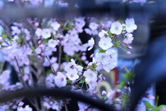 柵の向こう〜桜