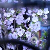 柵の向こう〜桜