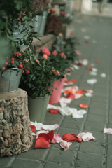 足もとの花達＠Barcelona