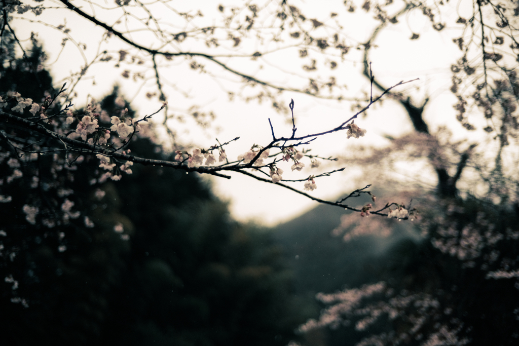 桜雨