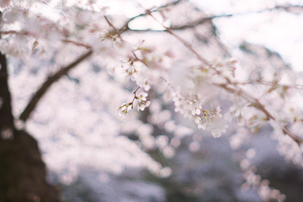 花の散るらむ