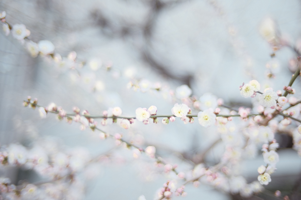 浅き夢～plum tree