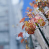 主張するivy