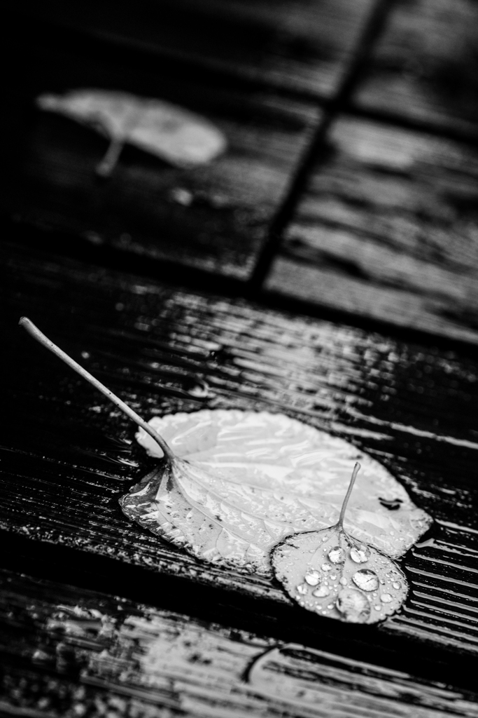 にわか雨のあと