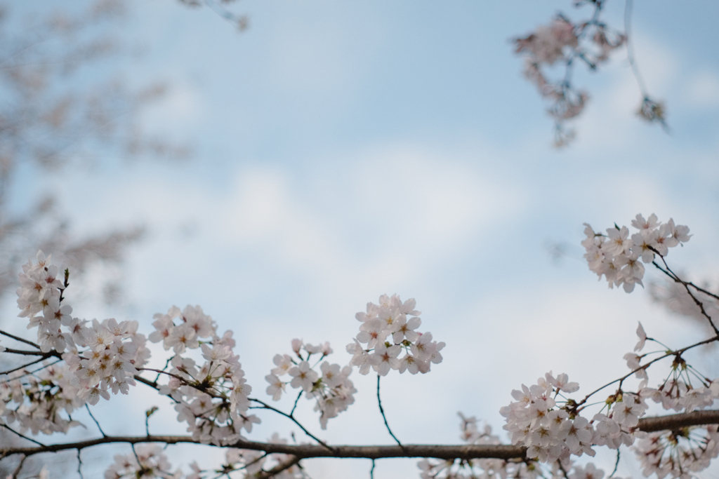 sakura sky