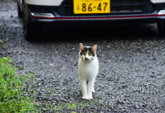 ちょうどよい距離感